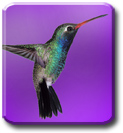 Epson PX800FW compatible Ink- Humming Bird